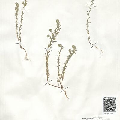 Alyssum alyssoides (L.) L. -  RO-HSepv 18982 photo