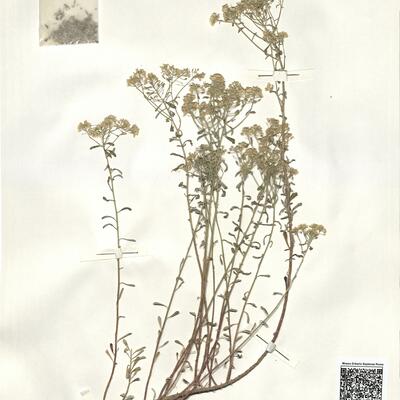 Alyssum bertolonii Desv. subsp. bertolonii -  RO-HSepv 14055 photo