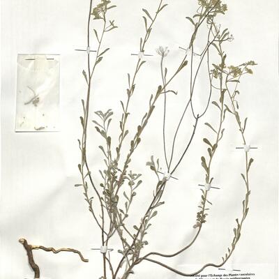 Alyssum bertolonii Desv. subsp. bertolonii -  RO-HSepv 18983 photo