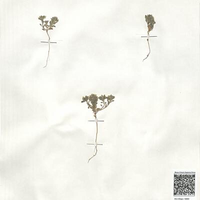 Alyssum desertorum Stapf var. prostratum Dudley -  RO-HSepv 18984 photo