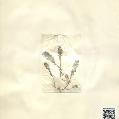 Alyssum granatense Boiss. & Reut.  -  RO-HSepv 13087 photo