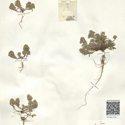 Alyssum granatense Boiss. & Reut. var. ?  -  RO-HSepv 15038 photo