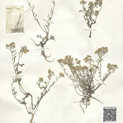 Alyssum gymnopodium Smirnov  -  RO-HSepv 15039 photo