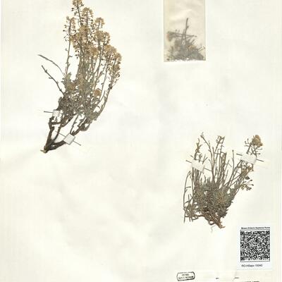 Alyssum lapeyrousianum Jord. -  RO-HSepv 15040 photo