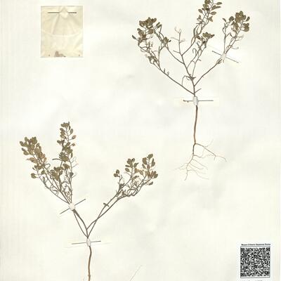 Alyssum linifolium Steph. ex Willd.  -  RO-HSepv 14056 photo