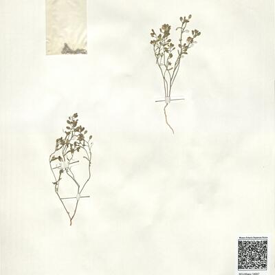 Alyssum linifolium Steph. ex Willd.  -  RO-HSepv 14057 photo