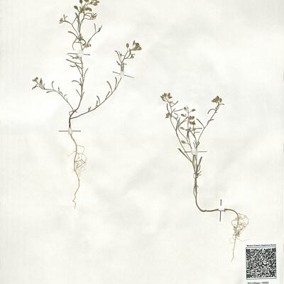 Alyssum linifolium Stephan ex Willd. var. linifolium -  RO-HSepv 18985 photo