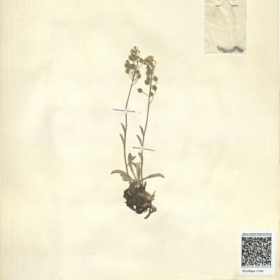 Alyssum medium Host -  RO-HSepv 11240 photo