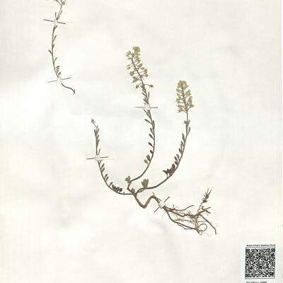 Alyssum montanum L. -  RO-HSepv 18986 photo