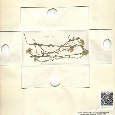 Alyssum montanum L.  -  RO-HSepv 11241  photo