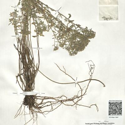 Alyssum murale Waldst. & Kit. subsp. murale  -  RO-HSepv 18987 photo