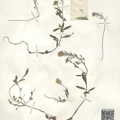 Alyssum repens Baumg. subsp. repens  -  RO-HSepv 14058 photo