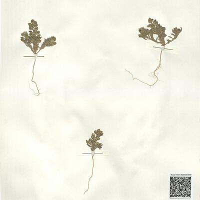 Alyssum scutigerum Durieu  -  RO-HSepv 14059 photo