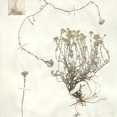 Alyssum serpyllifolium Desf. -  RO-HSepv 15041 photo