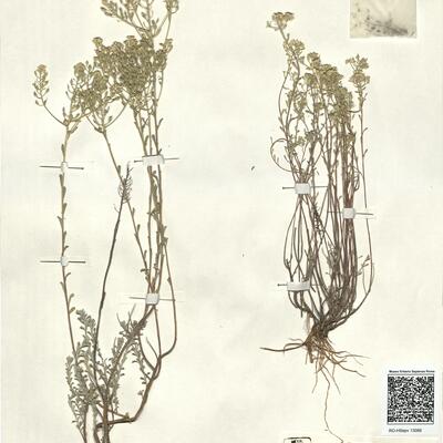 Alyssum serpyllifolium Desf. subsp. lusitanicum  T.R. Dudley & Pinto da Silva -  RO-HSepv 13088 photo