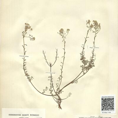Alyssum serpyllifolium Desf. subsp. malacitanum Rivas Goday -  RO-HSepv 11242 photo