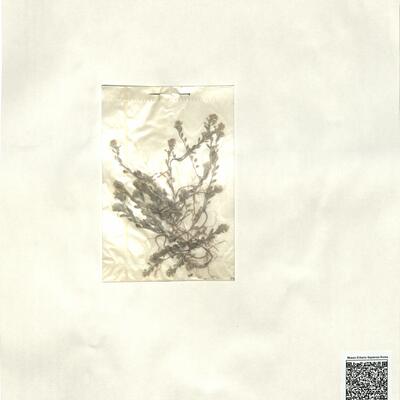 Alyssum simplex Rudolphi  -  RO-HSepv 13089 photo