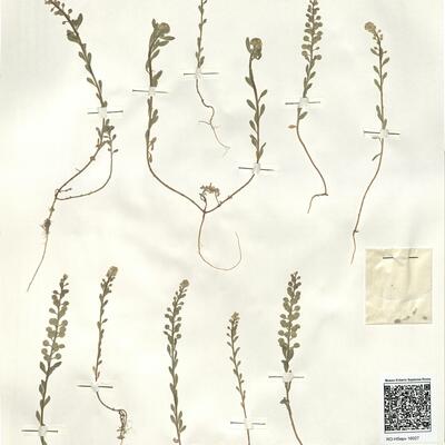 Alyssum simplex Rudolphi  -  RO-HSepv 16027 photo