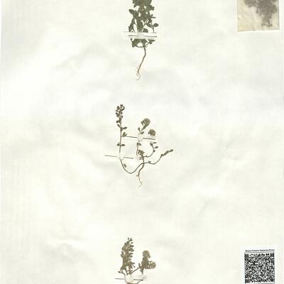 Alyssum simplex Rudolphi  -  RO-HSepv 16934 photo