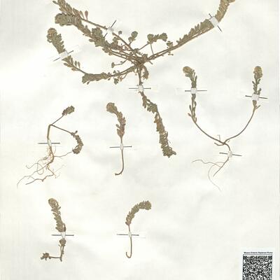 Alyssum simplex Rudolphi  -  RO-HSepv 18988 photo