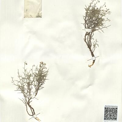 Alyssum spinosum L. -  RO-HSepv 15042 photo