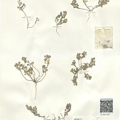 Alyssum strigosum Banks & Sol. -  RO-HSepv 16028 photo