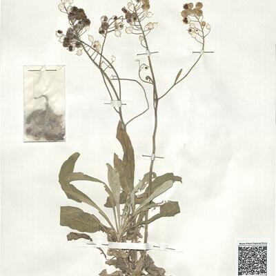 Aurinia leucadea (Guss.) C. Koch -  RO-HSepv 18992  photo