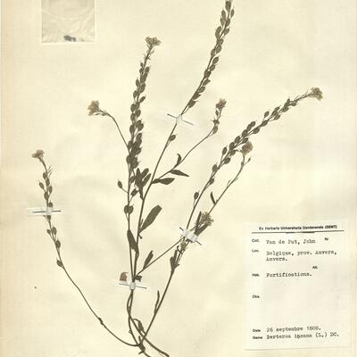 Berteroa incana (L.) DC.  -  RO-HSepv 11245 photo