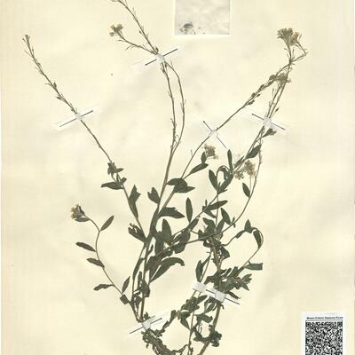 Berteroa incana (L.) DC.  -  RO-HSepv 13100 photo