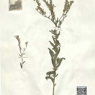 Berteroa incana (L.) DC.  -  RO-HSepv 14061 photo