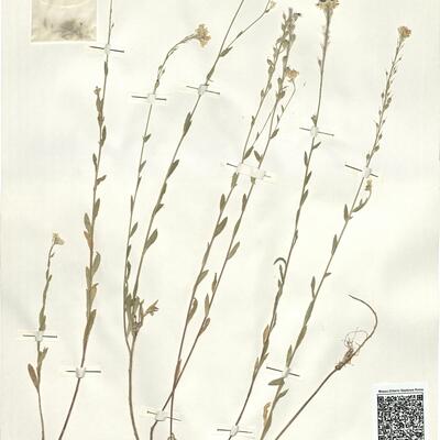 Berteroa incana (L.) DC.  -  RO-HSepv 16035 photo