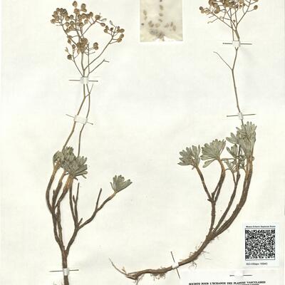 Bornmuellera tymphaea (Hausskn.) Hausskn. -  RO-HSepv 16940 photo