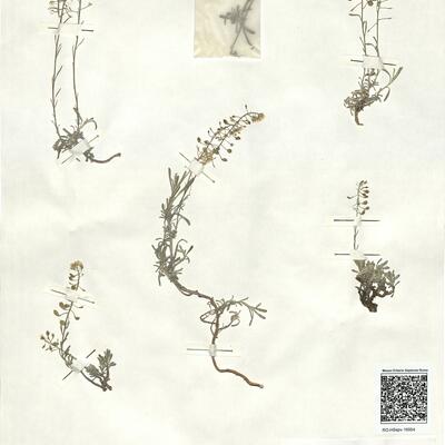 Hormathophylla lapeyrousiana (Jord.) Küpfer -  RO-HSepv 16954 photo