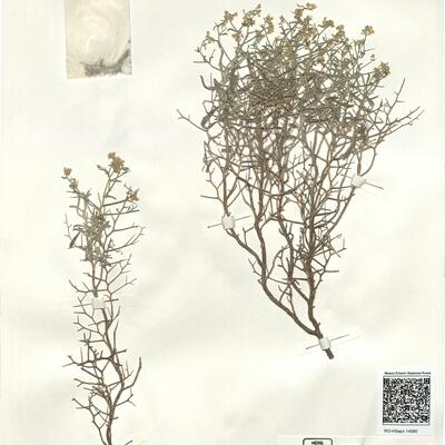 Hormatophylla spinosa (L.) Küpfer -  RO-HSepv 14080 photo