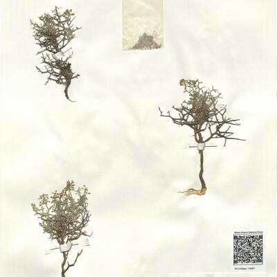 Hormatophylla spinosa (L.) Küpfer -  RO-HSepv 14081 photo