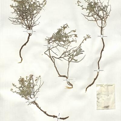 Hormatophylla spinosa (L.) Küpfer -  RO-HSepv 19009 photo