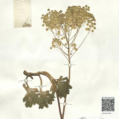 Leptoplax emarginata (Boiss.) O.E. Schulz  -  RO-HSepv 16960 photo