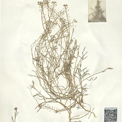 Lobularia maritima (L.) Desv. -  RO-HSepv 14091  photo