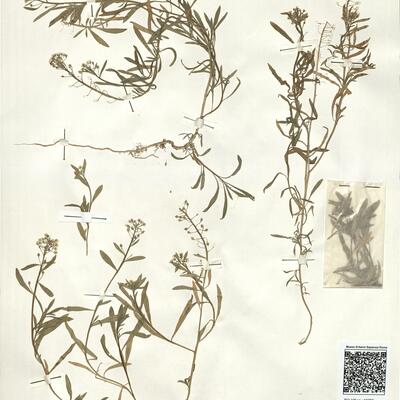 Lobularia maritima (L.) Desv. -  RO-HSepv 16069 photo