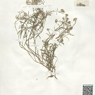 Lobularia maritima (L.) Desv.  -  RO-HSepv 19016 photo