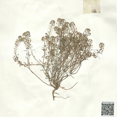 Lobularia maritima (L.) Desv. subsp. maritima  -  RO-HSepv 17941 photo