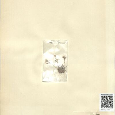 Draba aizoides L.  -  RO-HSepv 11261 photo