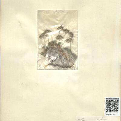 Draba hispanica Boiss. -  RO-HSepv 12187 photo