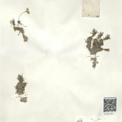 Draba hispanica Boiss var. brevistyla Pau ^ -  RO-HSepv 15065 photo