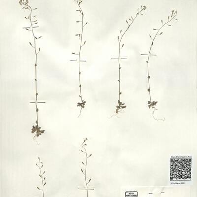 Draba muralis L. -  RO-HSepv 16053 photo