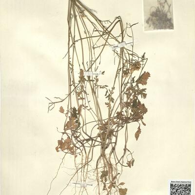 Draba muralis L. -  RO-HSepv 13123 photo