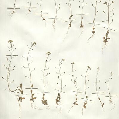 Draba nemorosa L.  -  RO-HSepv 15066 photo