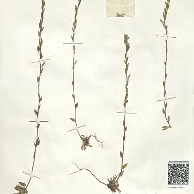 Draba stylaris J. Gay ex Koch -  RO-HSepv 15067 photo