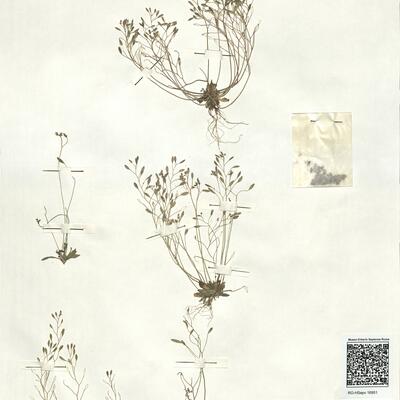 Erophila verna (L.) Chevall. subsp. verna  -  RO-HSepv 16951 photo