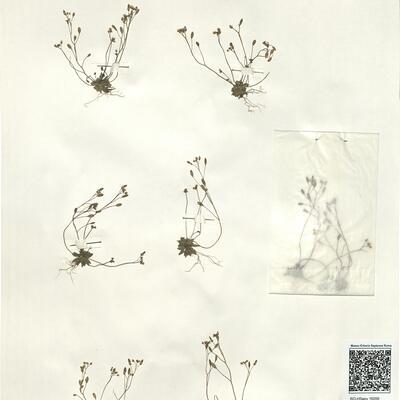 Erophila verna (L.) Chevall. subsp. verna  -  RO-HSepv 16056 photo